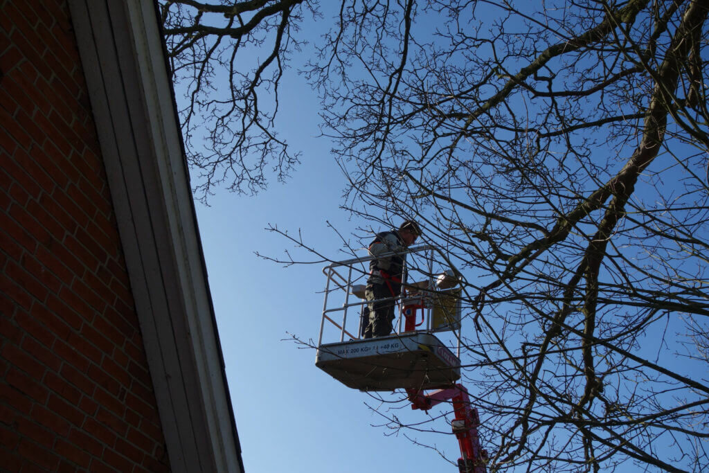 Topbeskæring af træer. Den Rigtige Gartner foretager den sikreste Top kapning af træer.