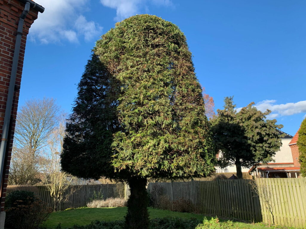 beskæring af thuja. Den Rigtige Gartner foretager de bedste og mest gennemgribende beskæringer af alle trætyper.