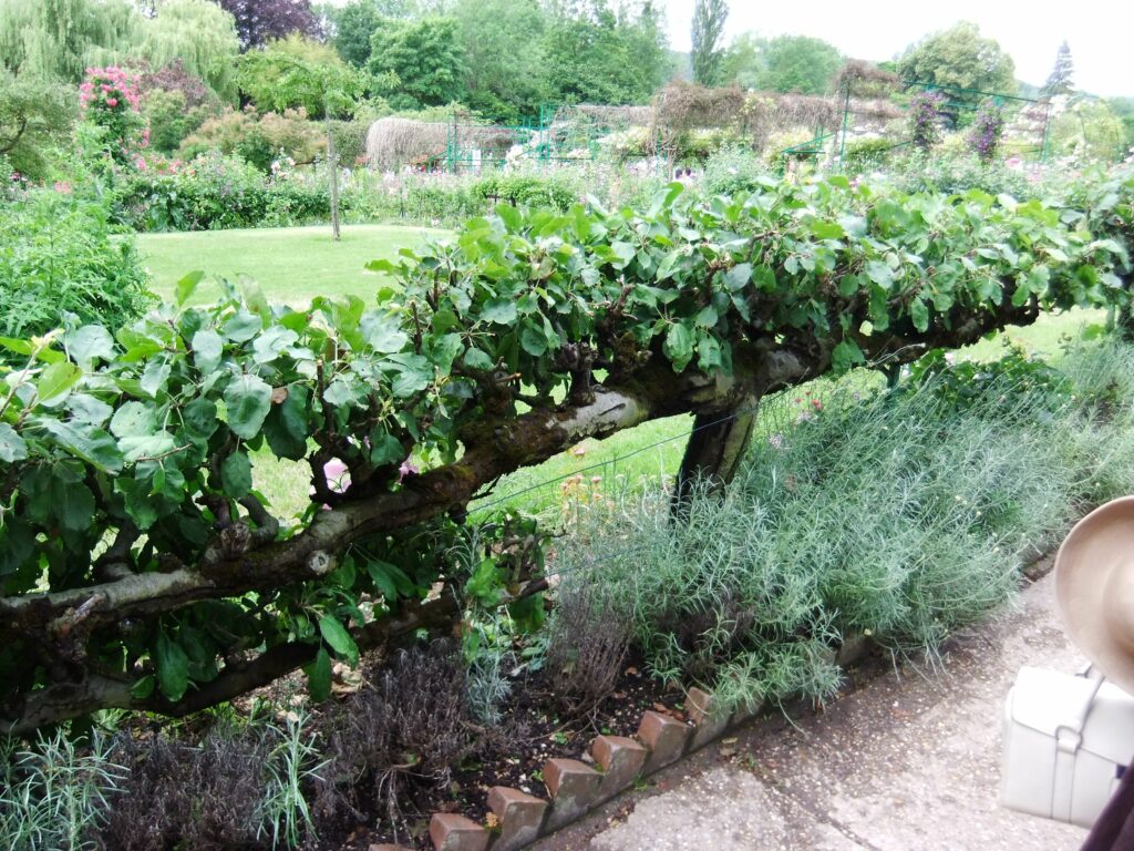 Frugttræs beskæring, for at optimerer afgrødet. Den Rigtige Gartner foretager frugttræs beskæring.
