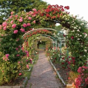 Prima Rosen jord/medie pr. m2