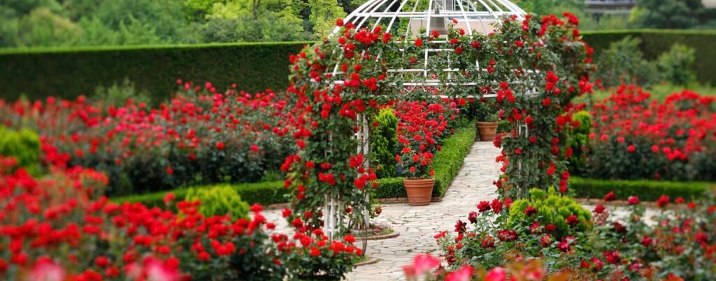 Vi anlægger rosenhaver hos Den Rigtige Gartner