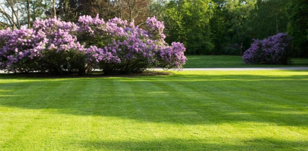 Hos Den Rigtige Gartner anlægger vi nye plæner