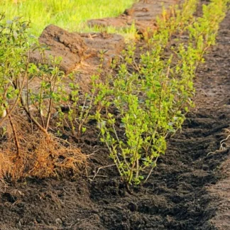 Pris for ny billigste hæk inkl. borttagning af gamle hæk lbn. meter