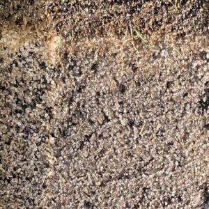 Græsmedie klasse 1 pr. m2