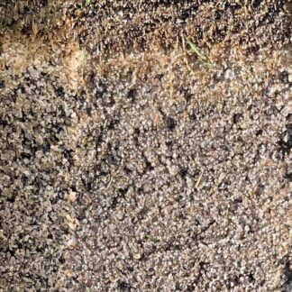 Græsmedie klasse 1 pr. m2