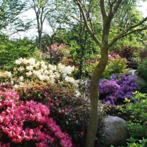 DRG Prima Surbunds medie pr. m2