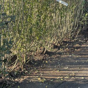 DRG Færdighæk Ligustrum Vulgare Liga 180-200 cm