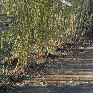 DRG Færdighæk Ligustrum Vulgare Liga 180-200 cm