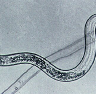 1 nematode behandling 10-15 m2
